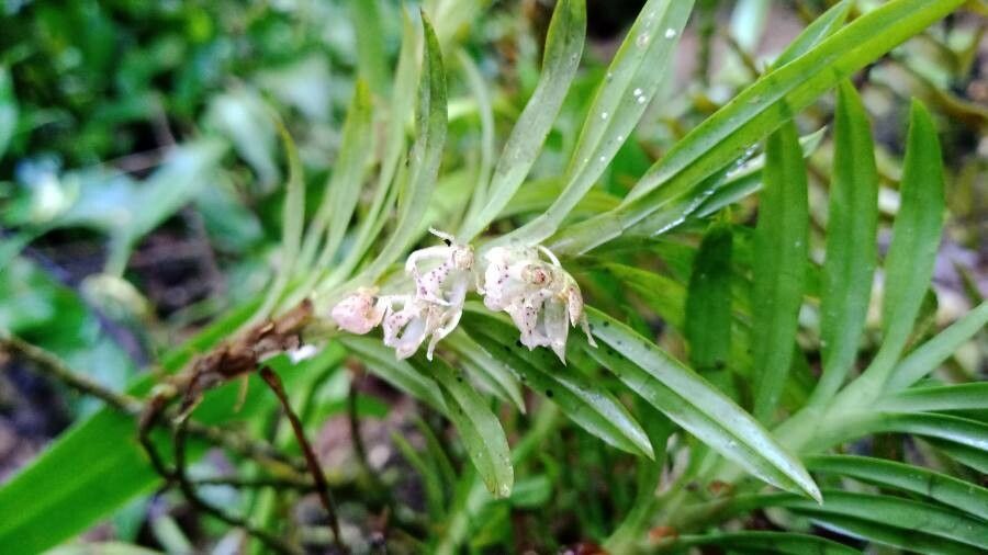 Dichaea panamensis flower