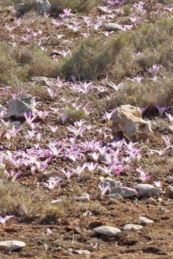 Colchicum filifolium habit