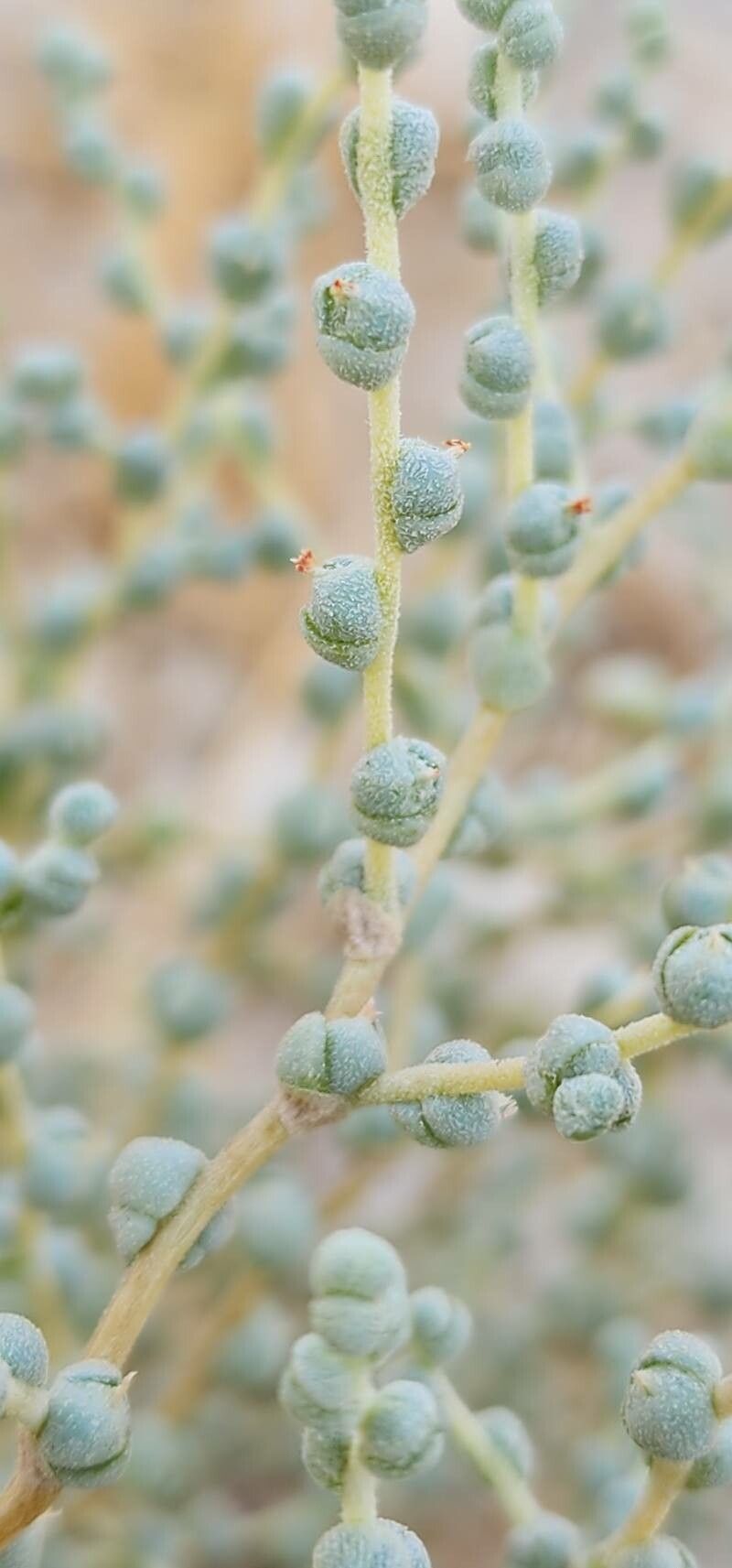 Caroxylon jordanicola flower