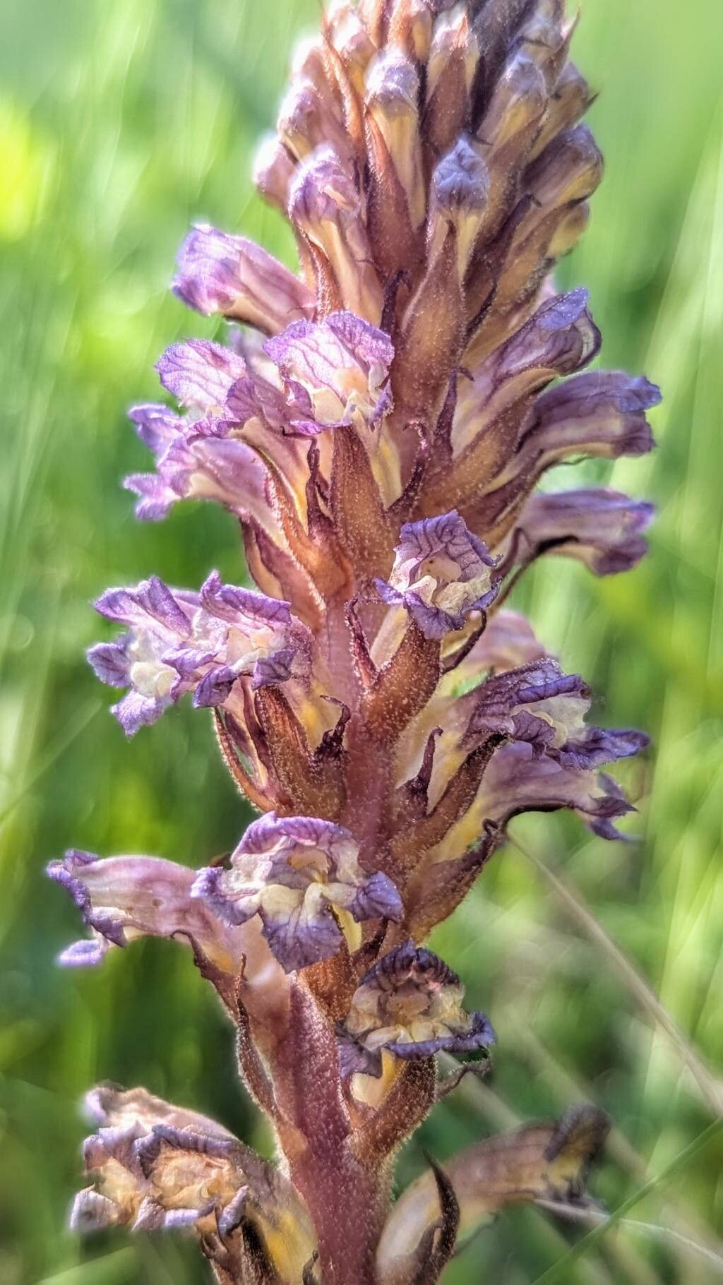 Orobanche grenieri — houseplant care guide