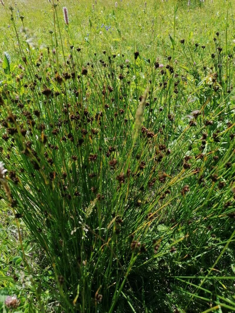 Juncus jacquini leaf