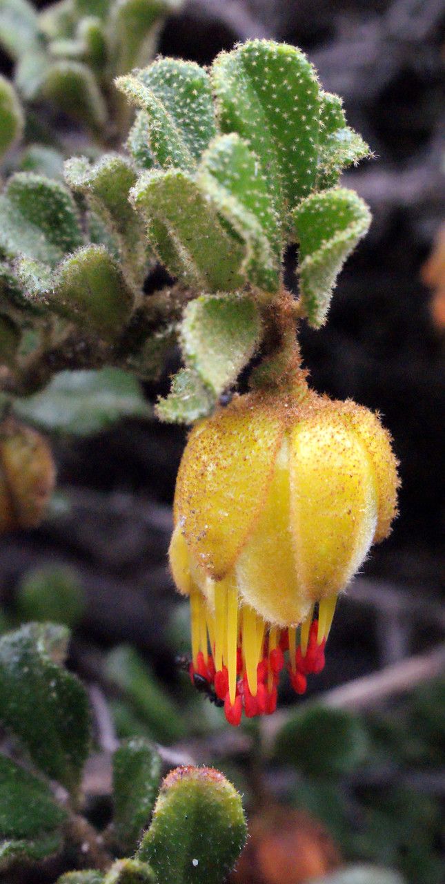 Darwinia virescens — houseplant care guide