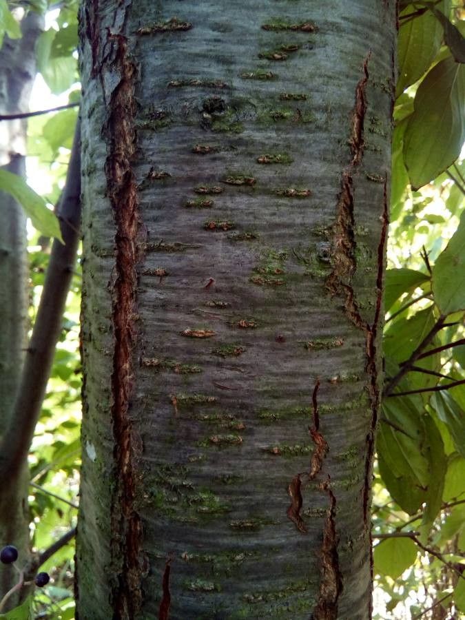 Prunus insititia bark