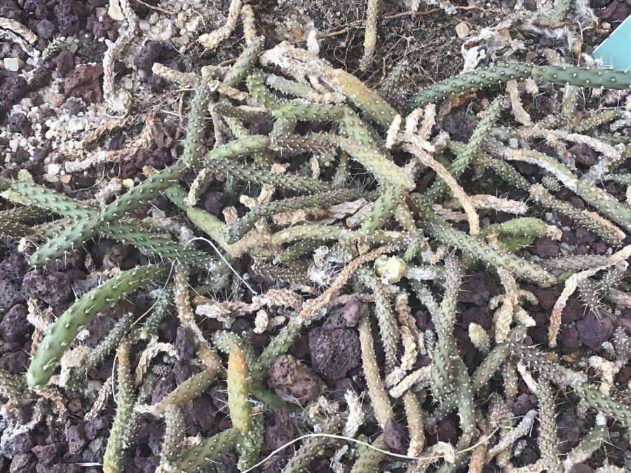 Grusonia vilis — houseplant care guide