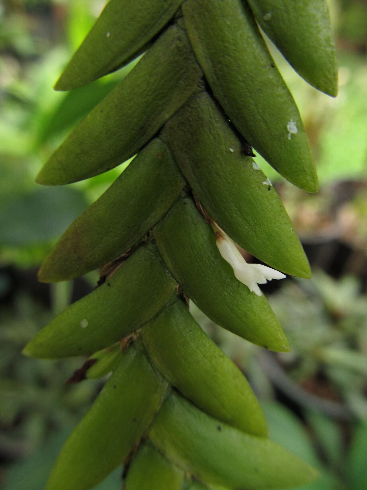 Angraecum biteaui leaf