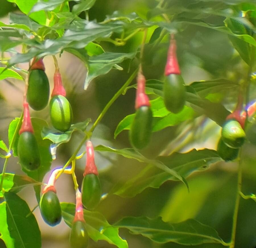 Cinnamomum costaricanum — search result for 'Cinnamomum'