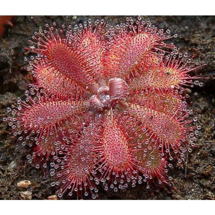 Drosera brevifolia — natural insect repellents houseplant