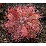 Drosera brevifolia