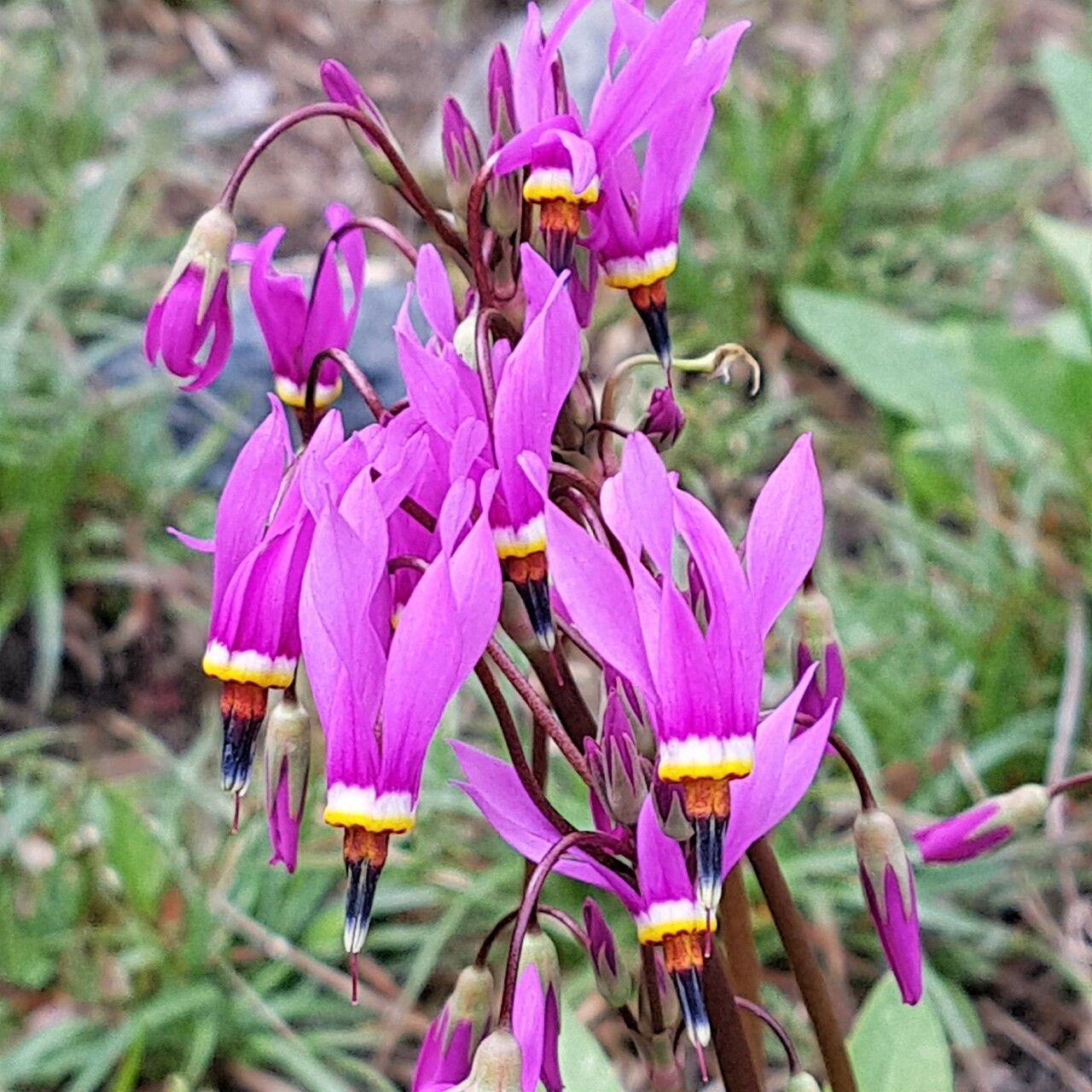 Dodecatheon pulchellum flower