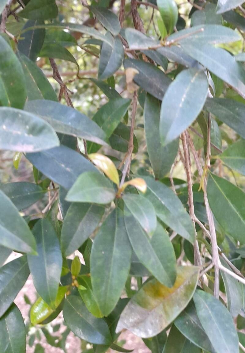 Syzygium australe — search result for 'Myrtaceae'