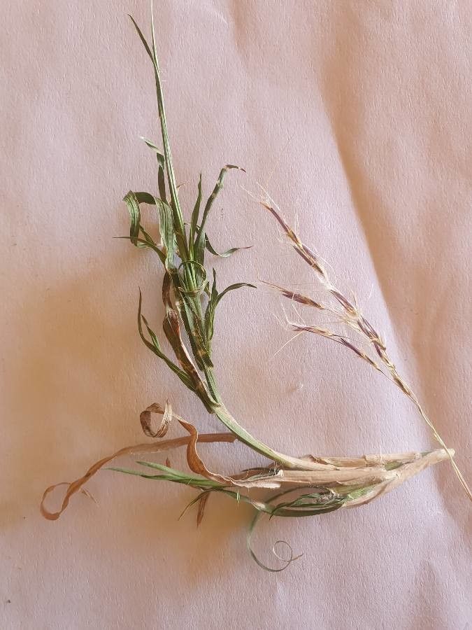 Chrysopogon plumulosus leaf