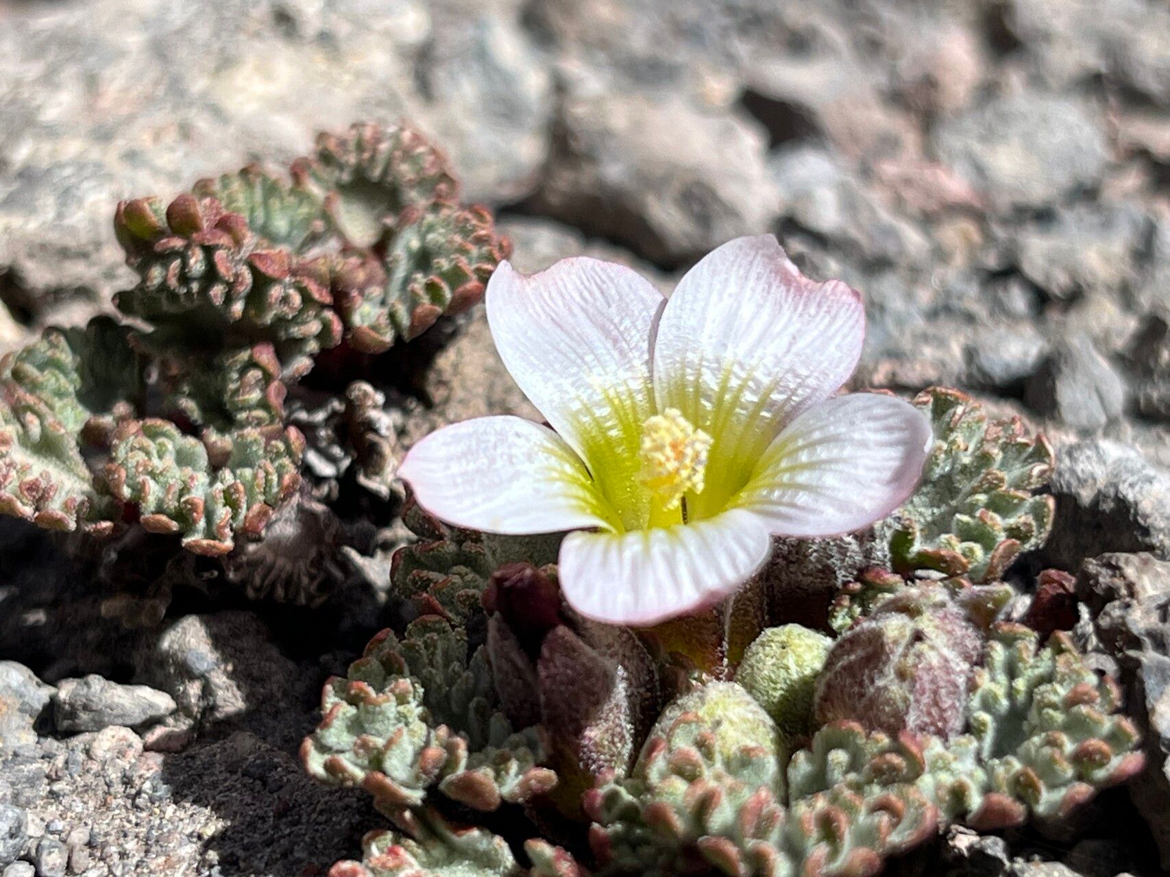Nototriche pellicea leaf