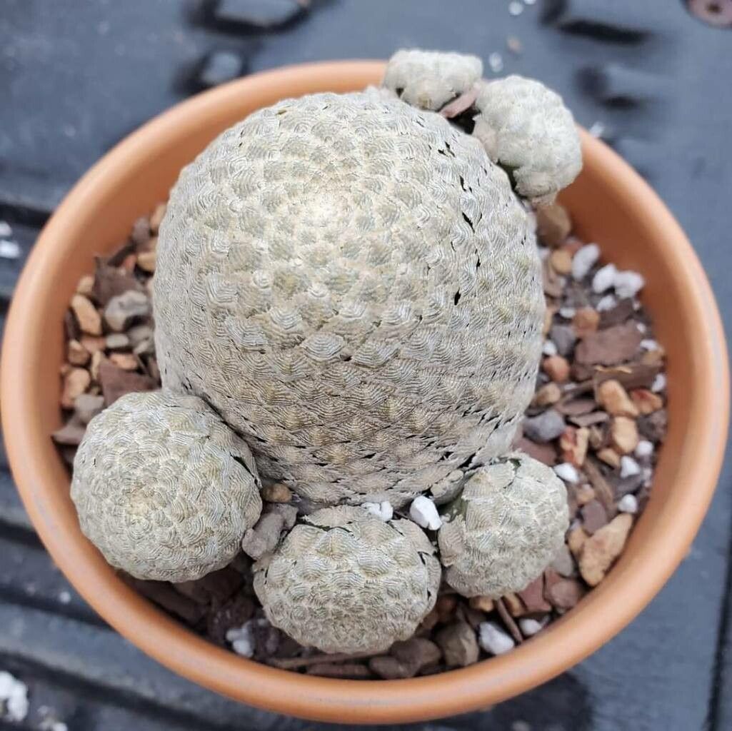 Euphorbia piscidermis leaf