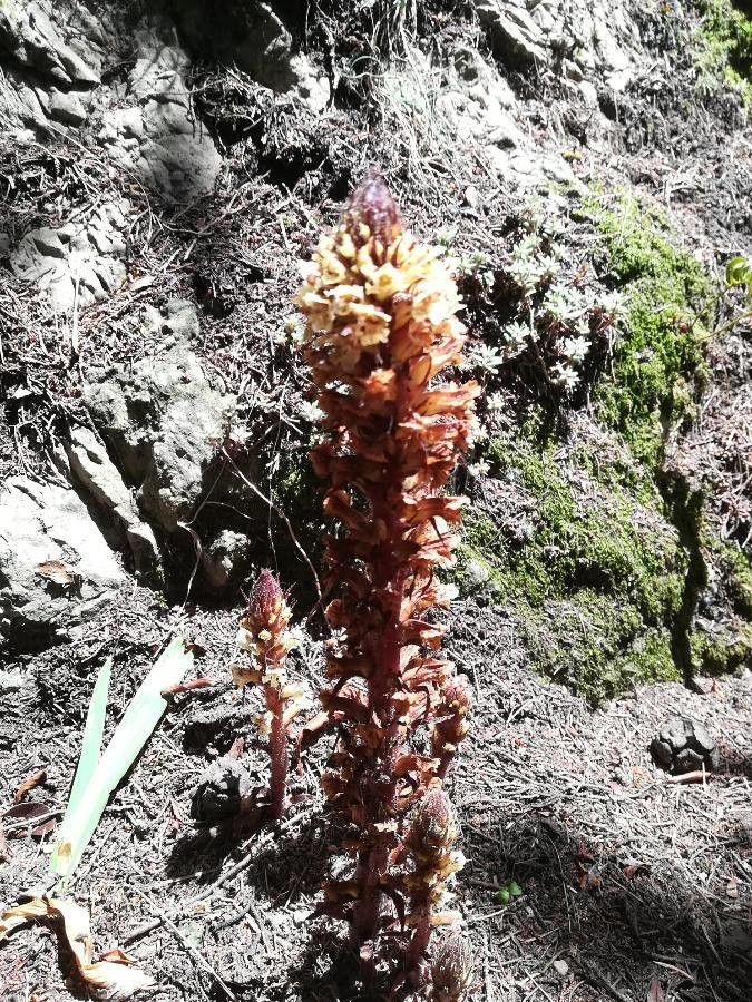 Conopholis alpina — search result for 'Orobanchaceae'