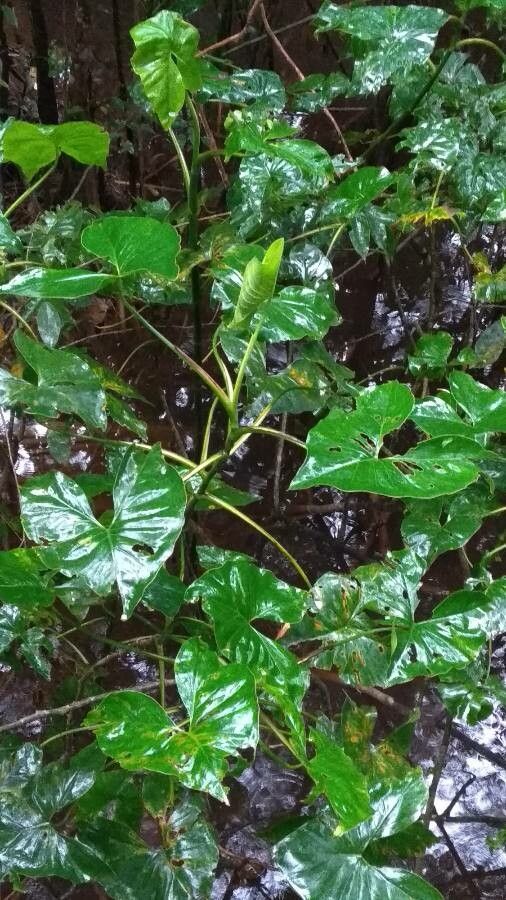 Montrichardia arborescens leaf