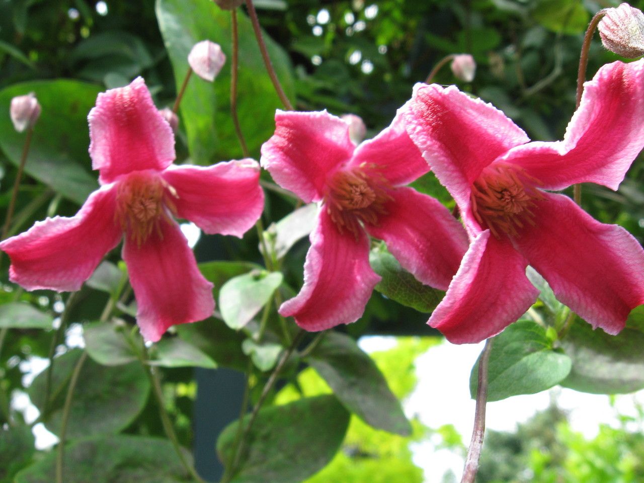 Clematis texensis flower