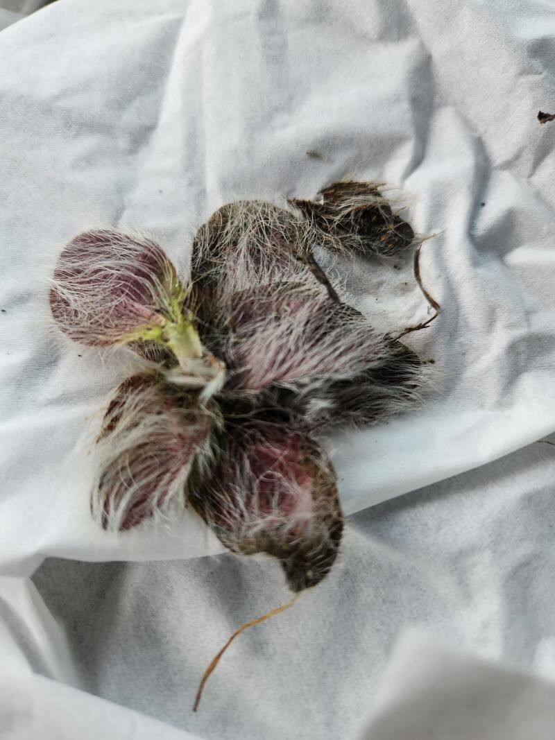 Eriophyton wallichii — houseplant care guide