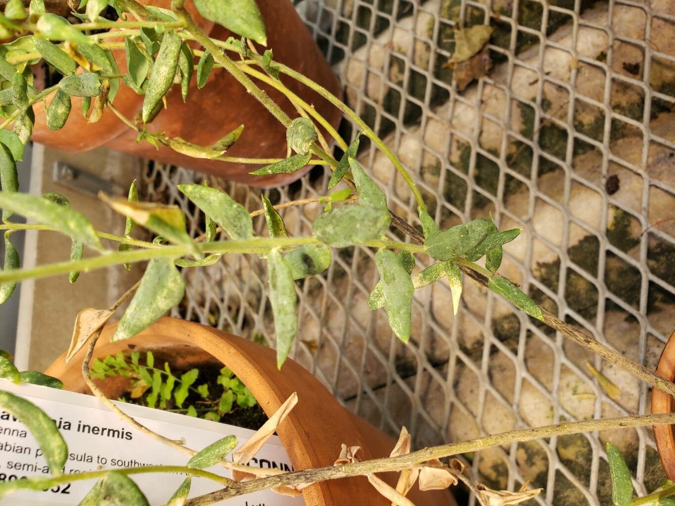 Polygala × dalmaisiana leaf