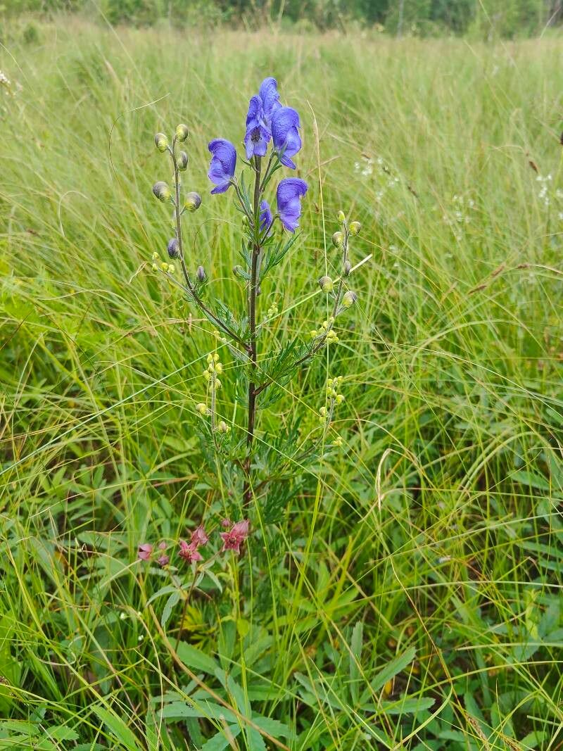 Aconitum plicatum flower