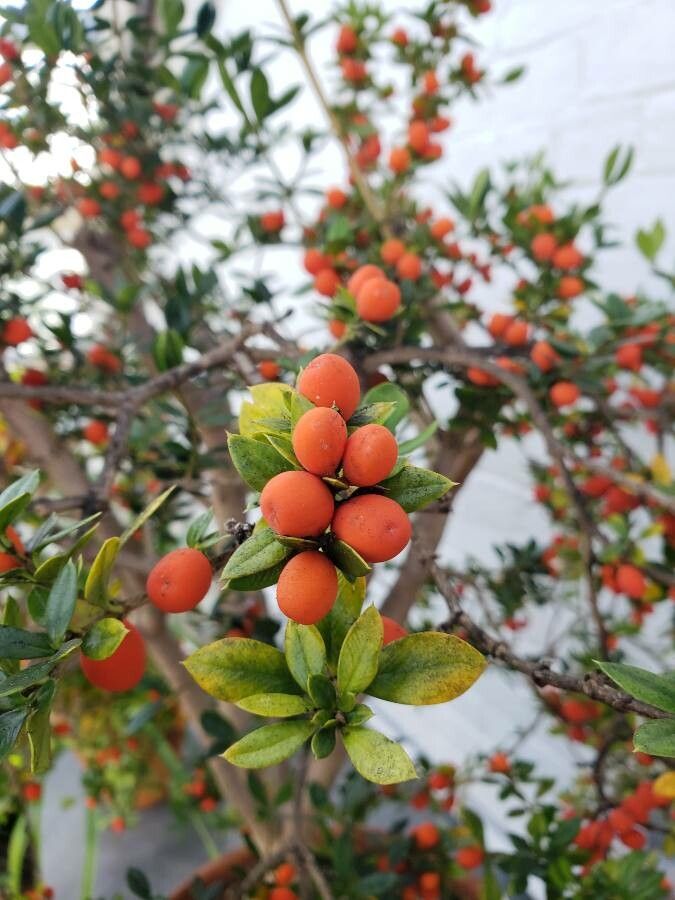 Alyxia ruscifolia fruit