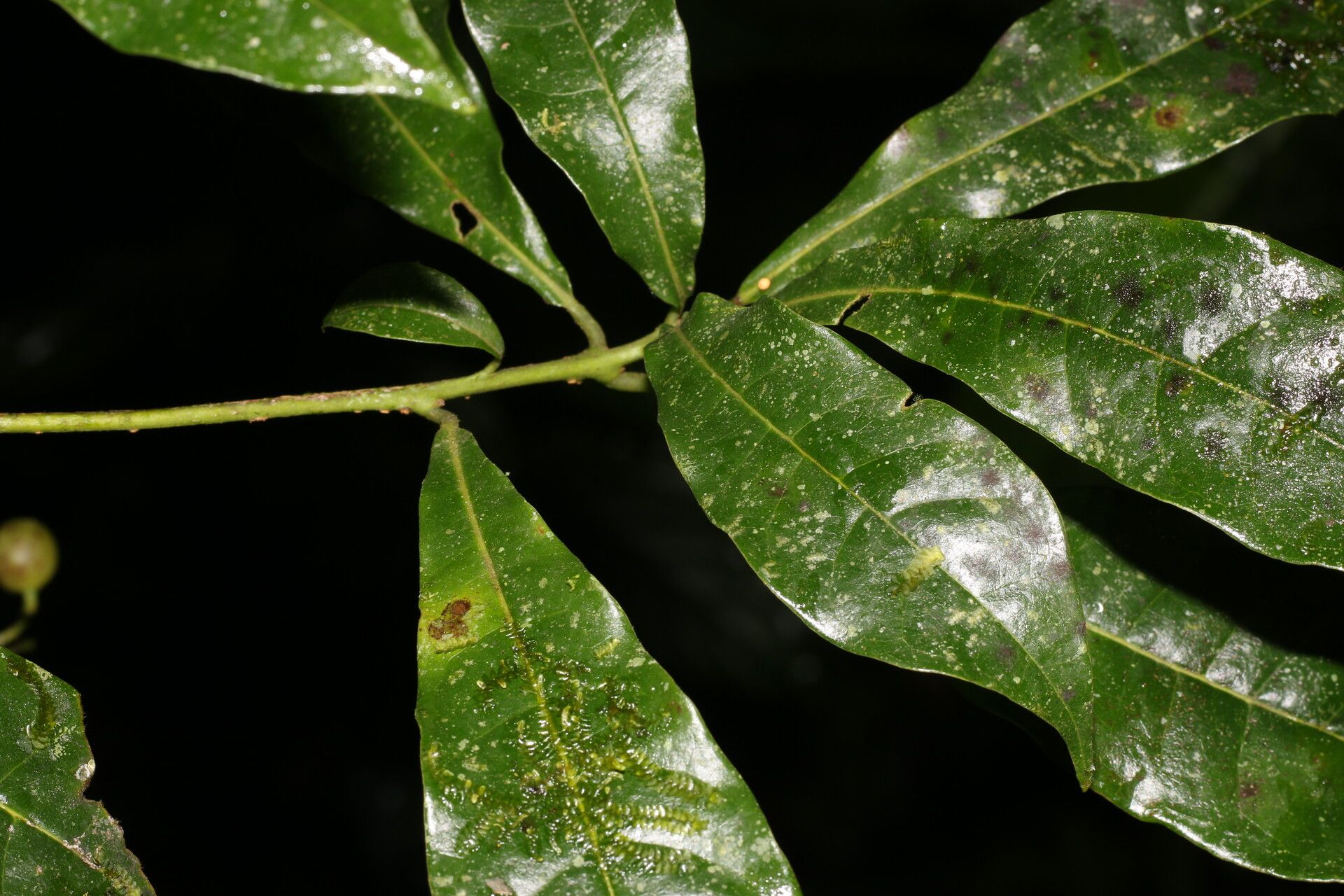 Meliosma idiopoda leaf