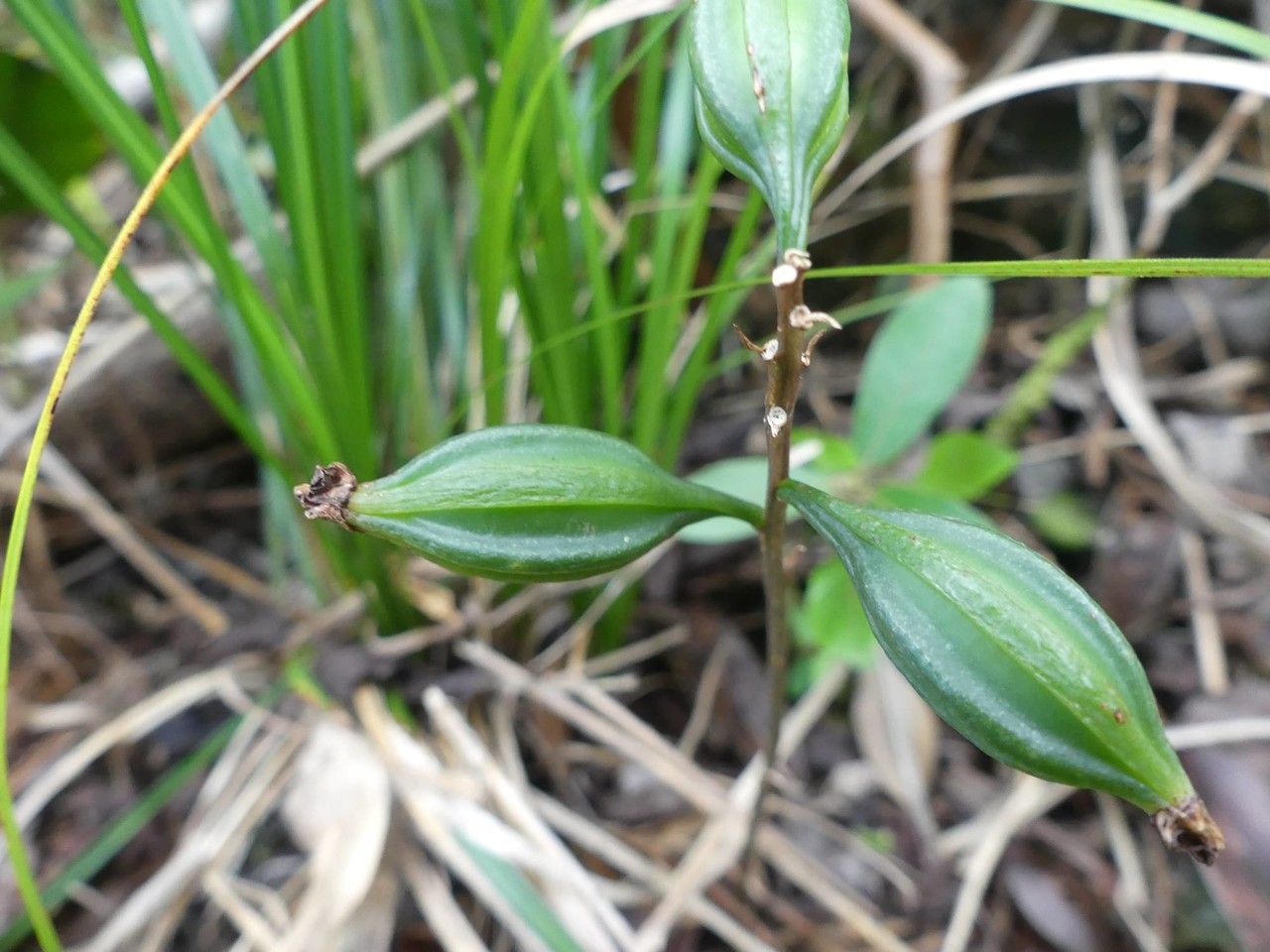 Oeceoclades monophylla fruit
