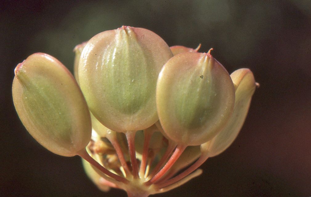 Ferula longipes fruit