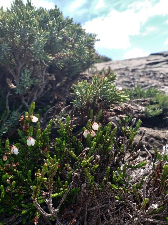 Cassiope mertensiana — related species from the same genus