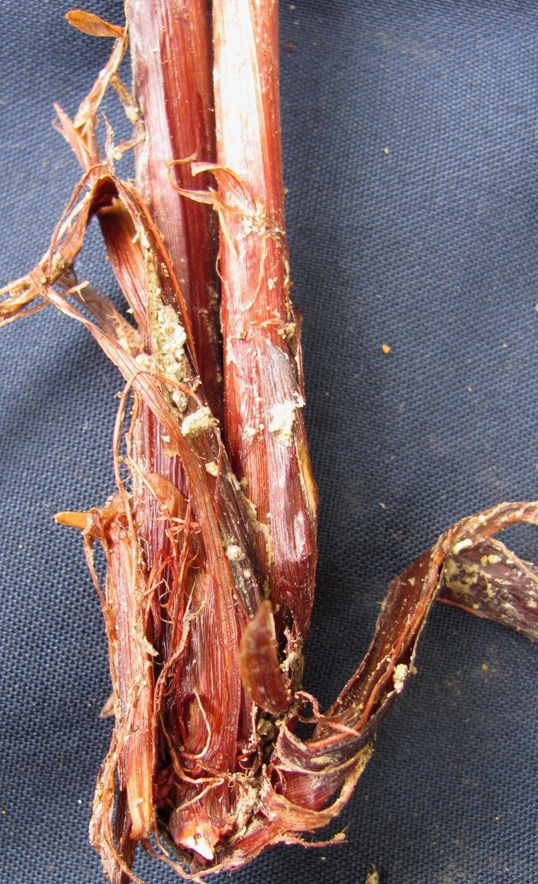 Cyperus flavicomus other