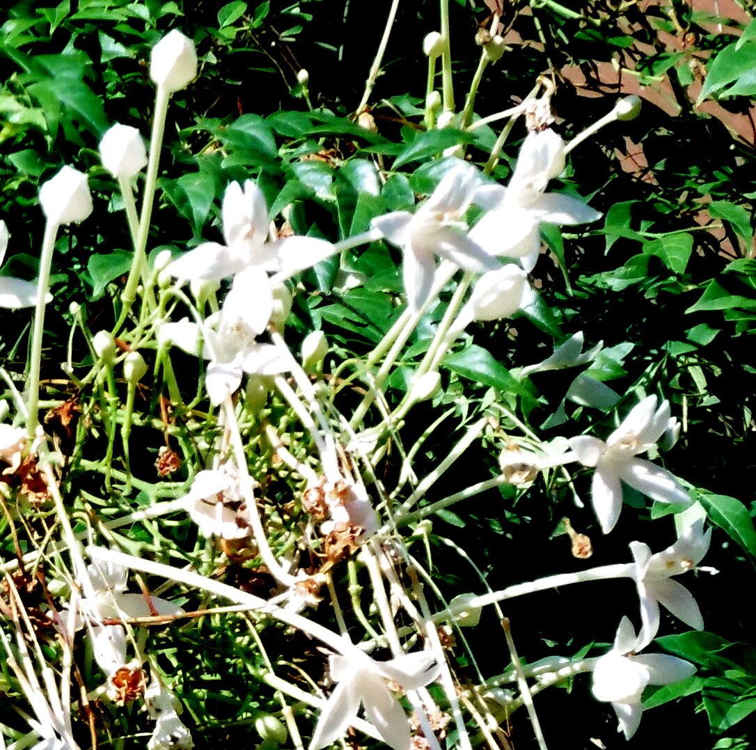Phaleria clerodendron flower