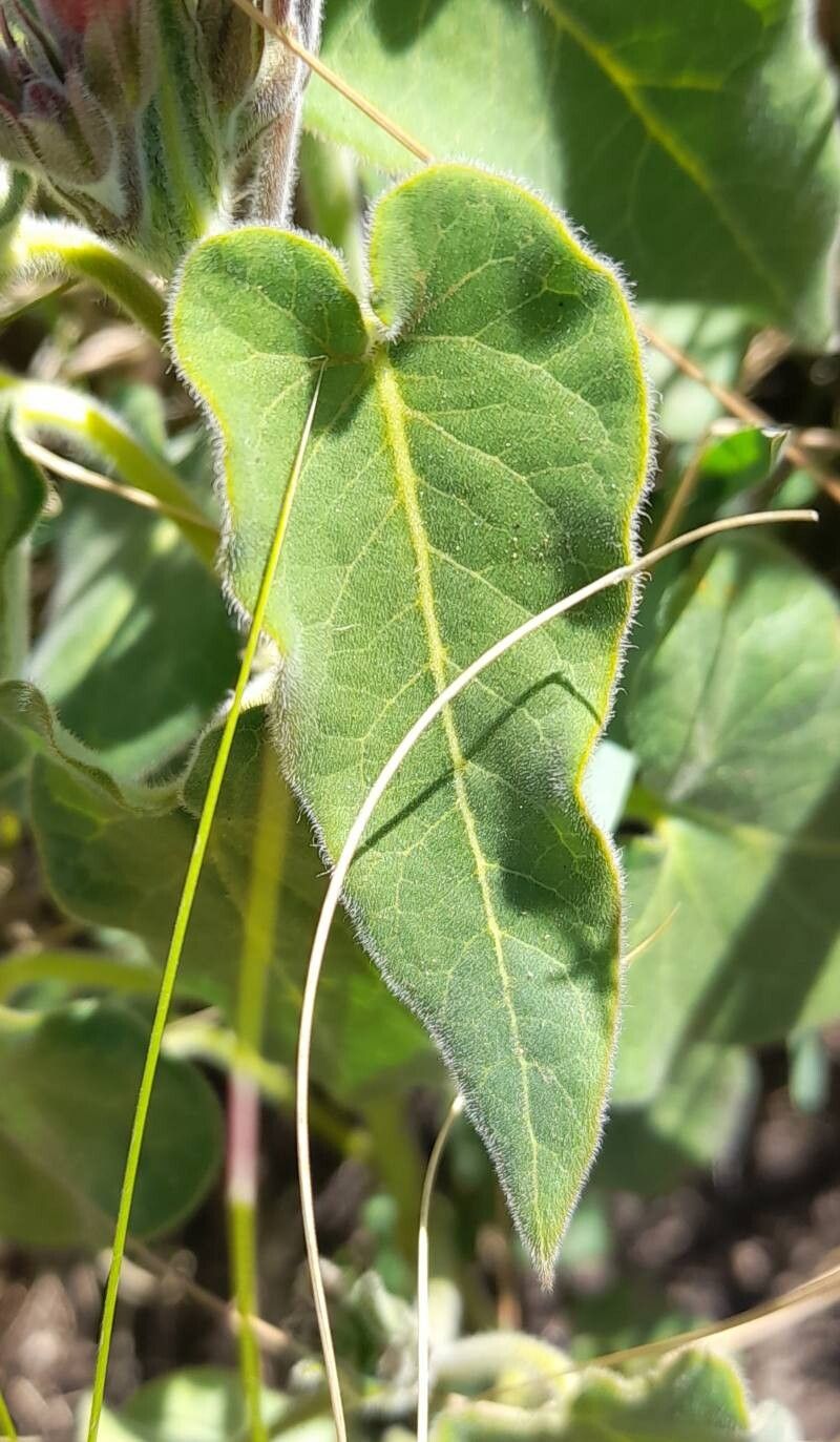 Oxypetalum coccineum — related species from the same genus