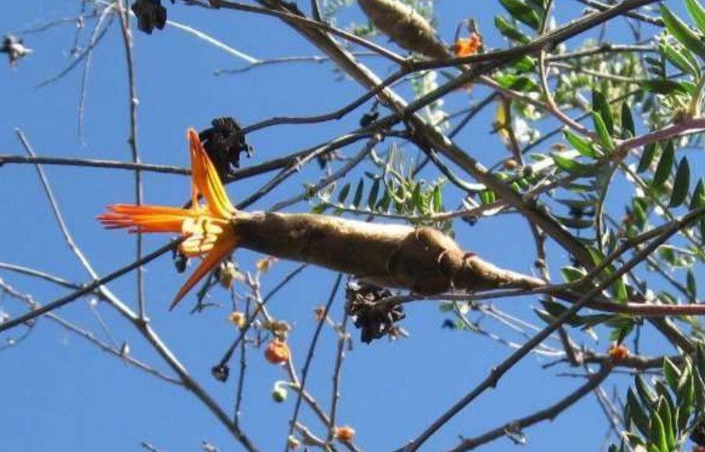 Albizia tanganyicensis flower