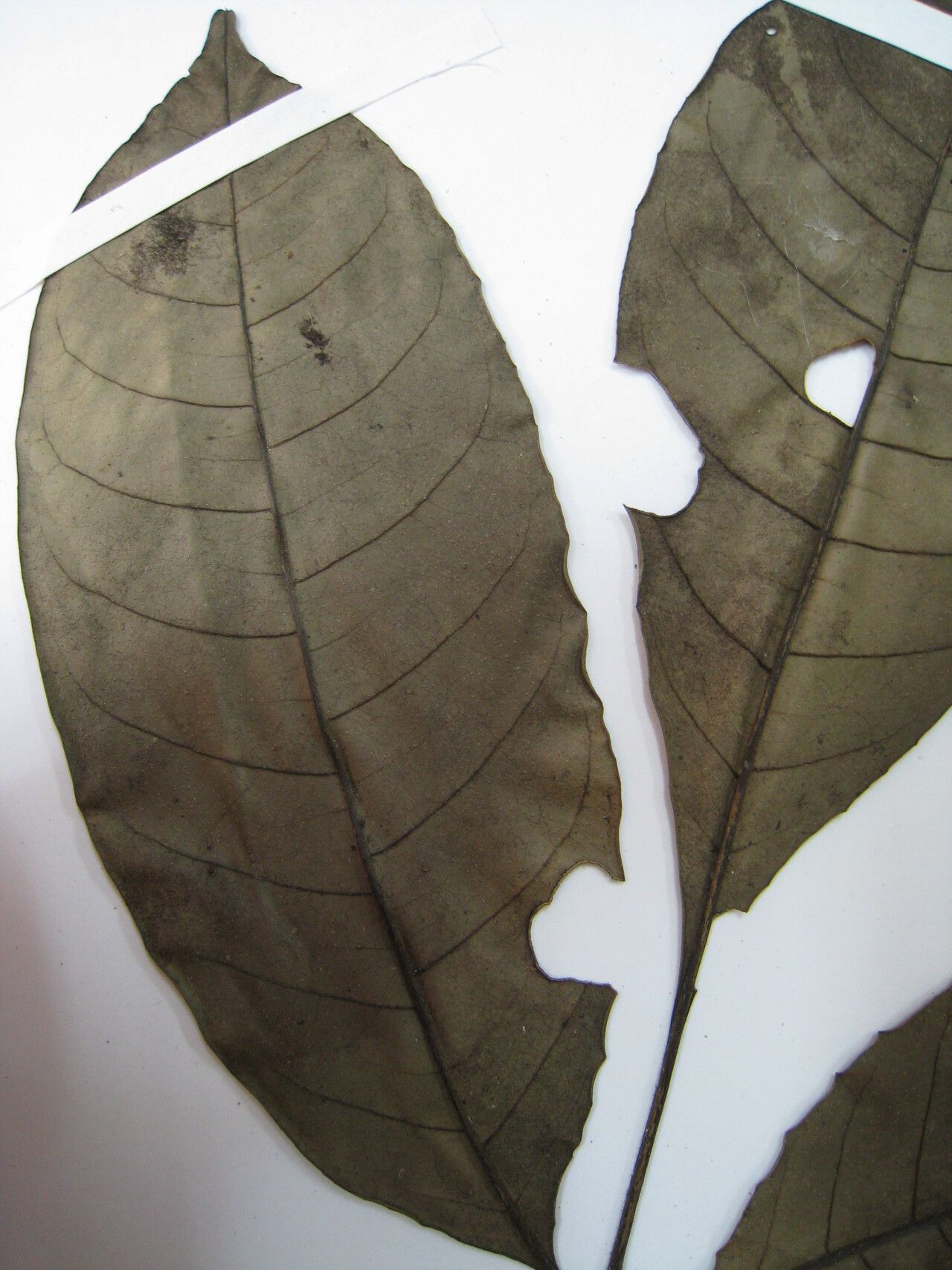 Trichilia micrantha — houseplant care guide