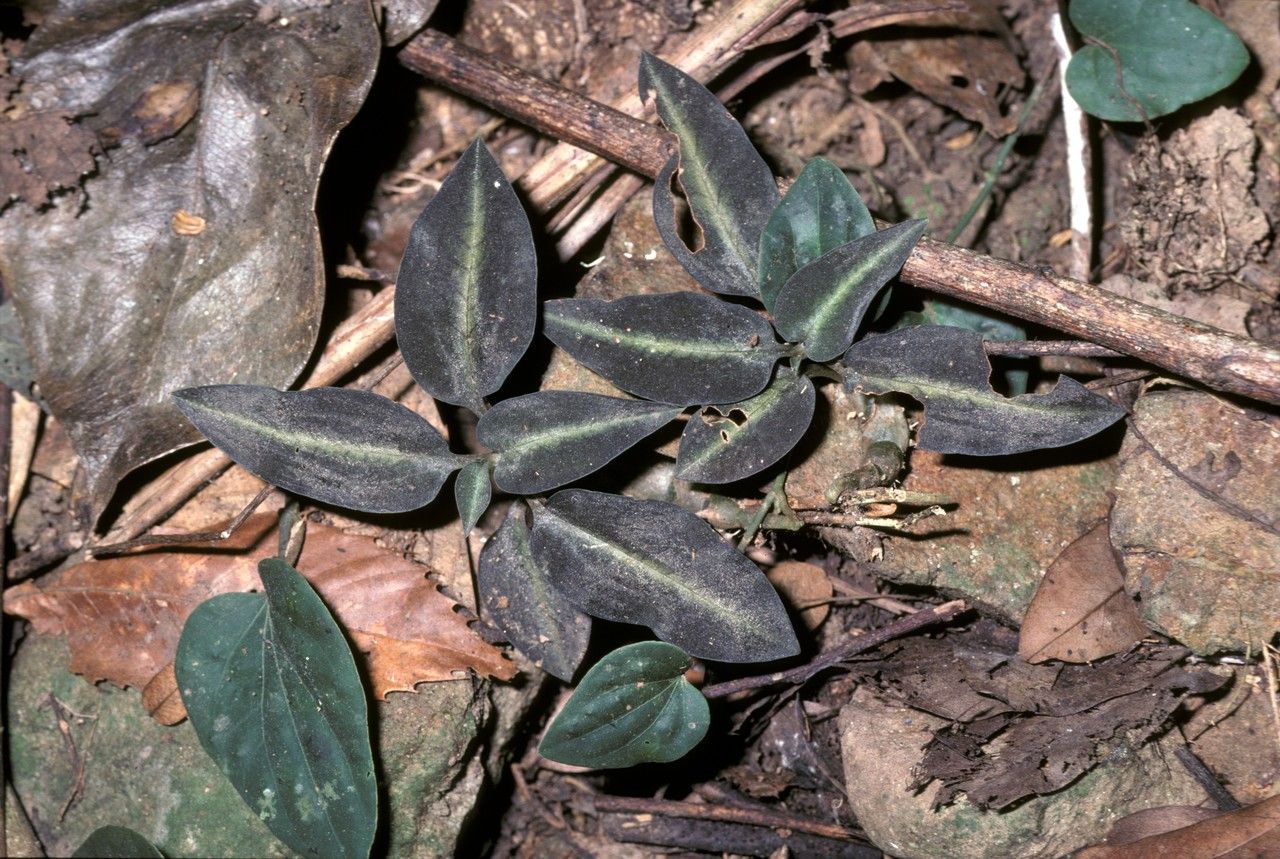 Goodyera procera habit