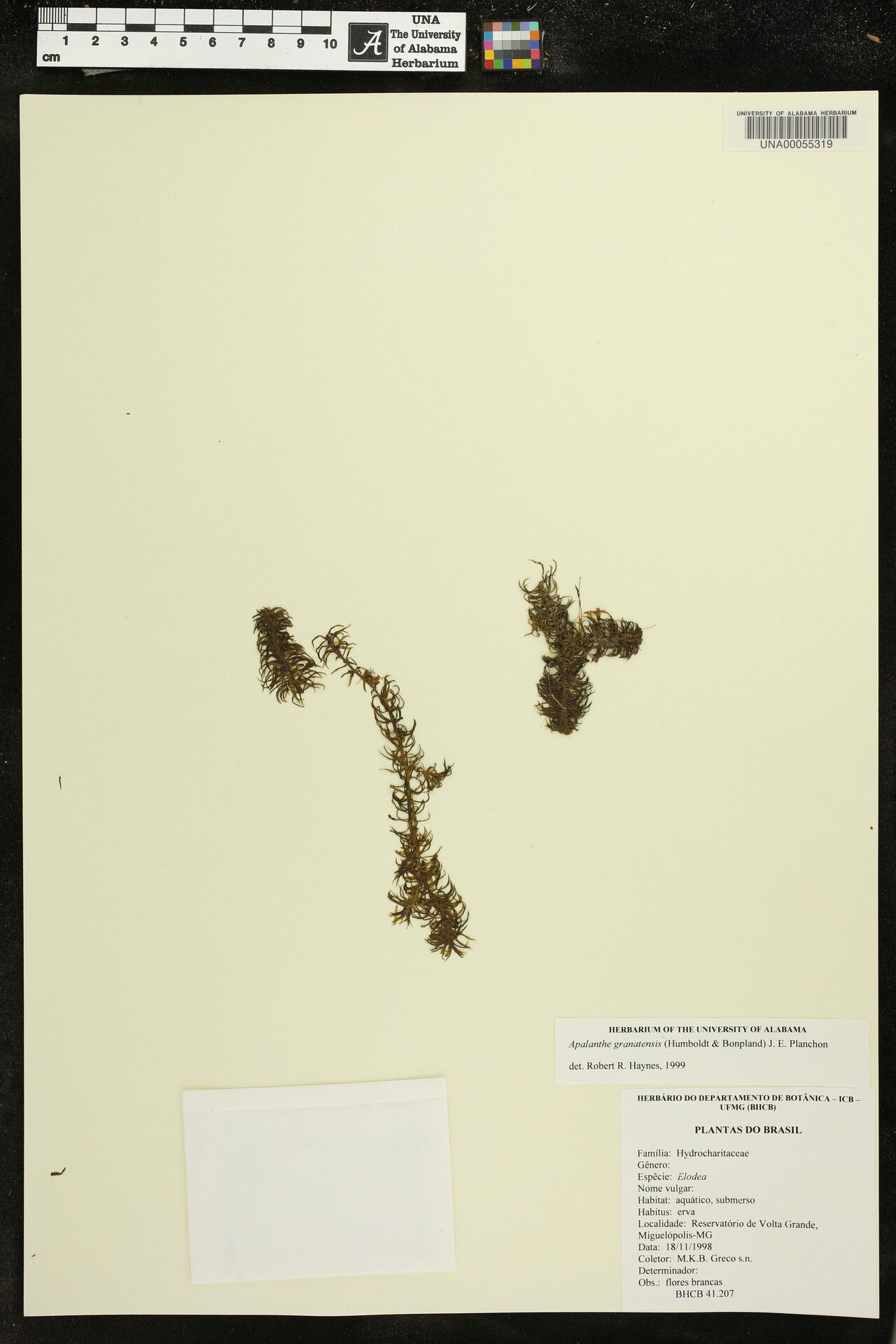 Elodea granatensis other