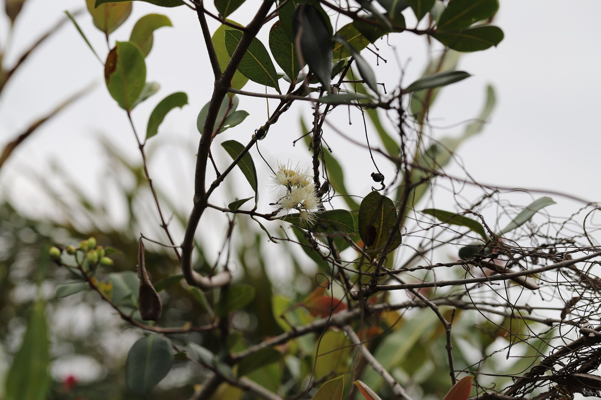 Syzygium owariense — houseplant care guide