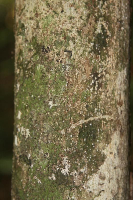 Pouteria egregia bark
