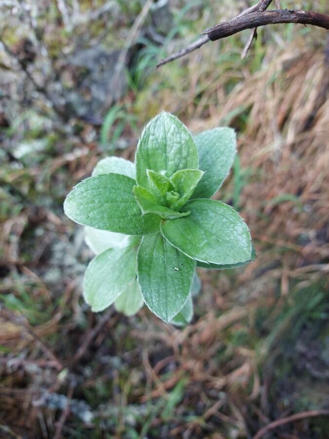 Psiadia salaziana leaf