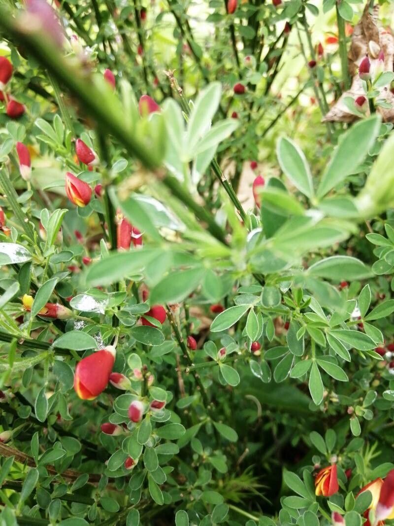 Cytisus × dallimorei leaf