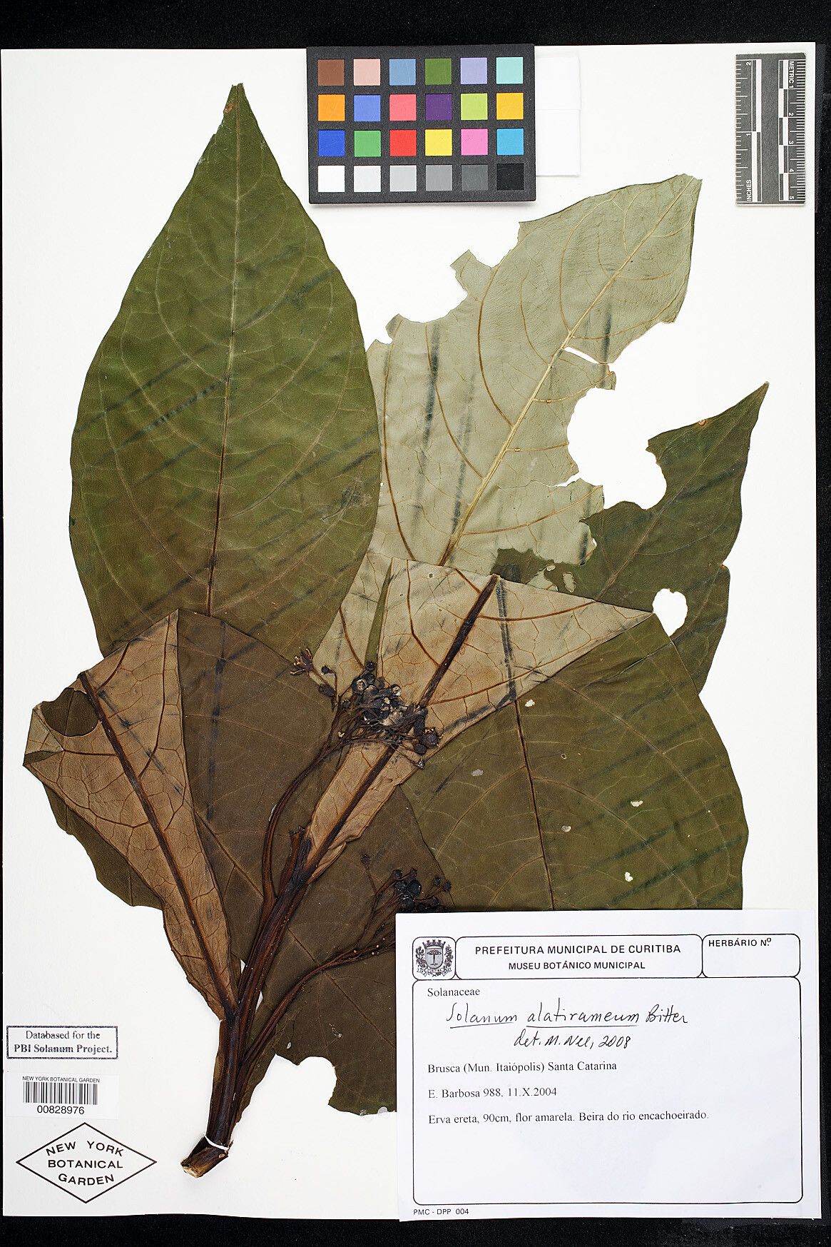 Solanum alatirameum — houseplant care guide