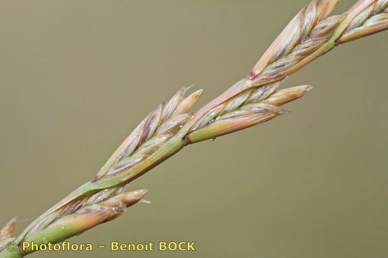 Lolium parabolicae fruit