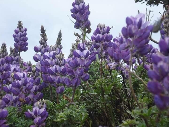 Lupinus albifrons flower