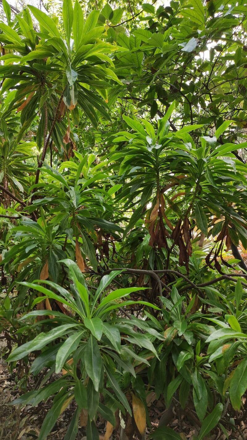 Limonium dendroides habit
