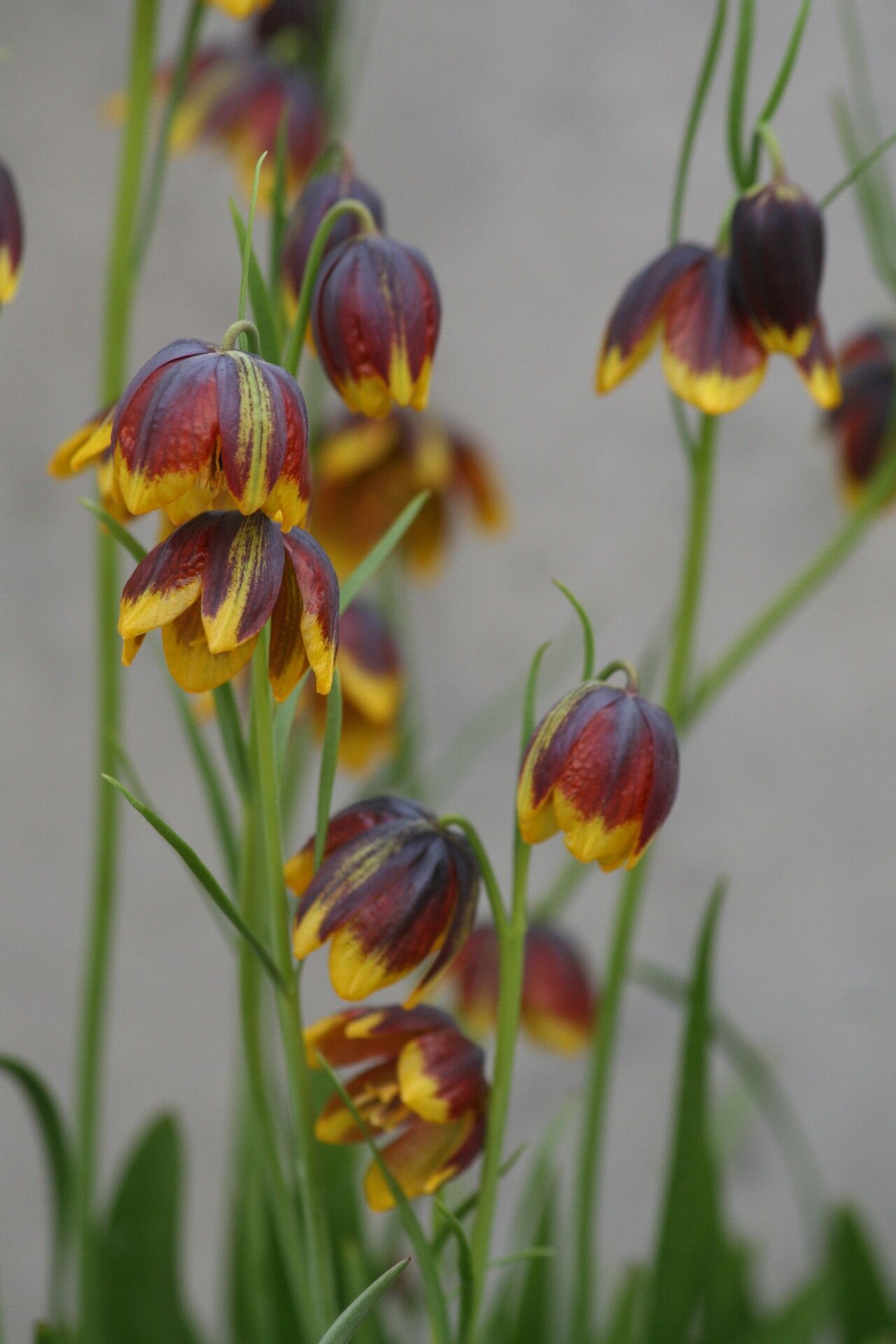 Fritillaria reuteri — houseplant care guide
