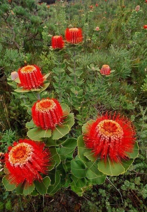 Banksia coccinea flower