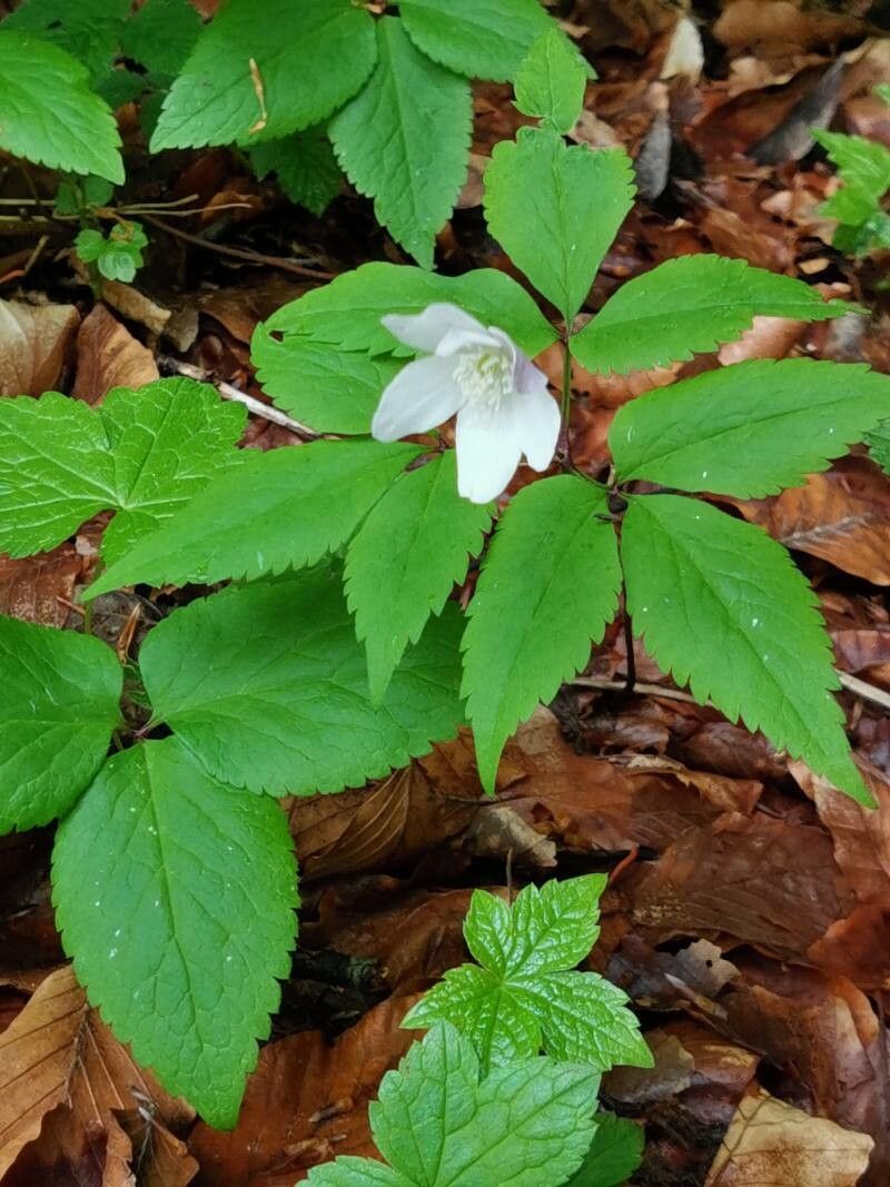Anemone trifolia flower