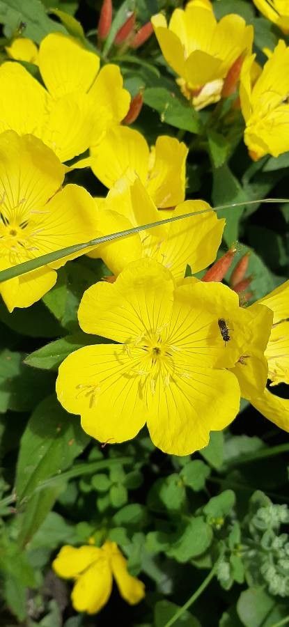 Oenothera pilosella — search result for 'Oenothera'