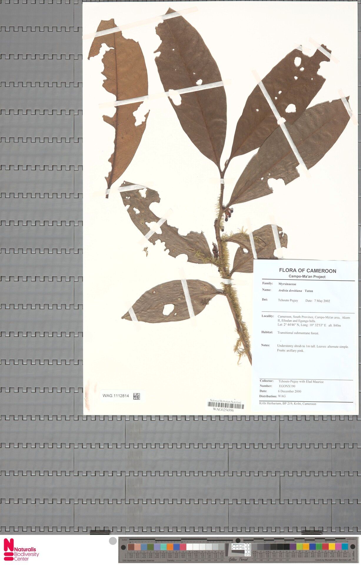 Ardisia dewitiana — houseplant care guide