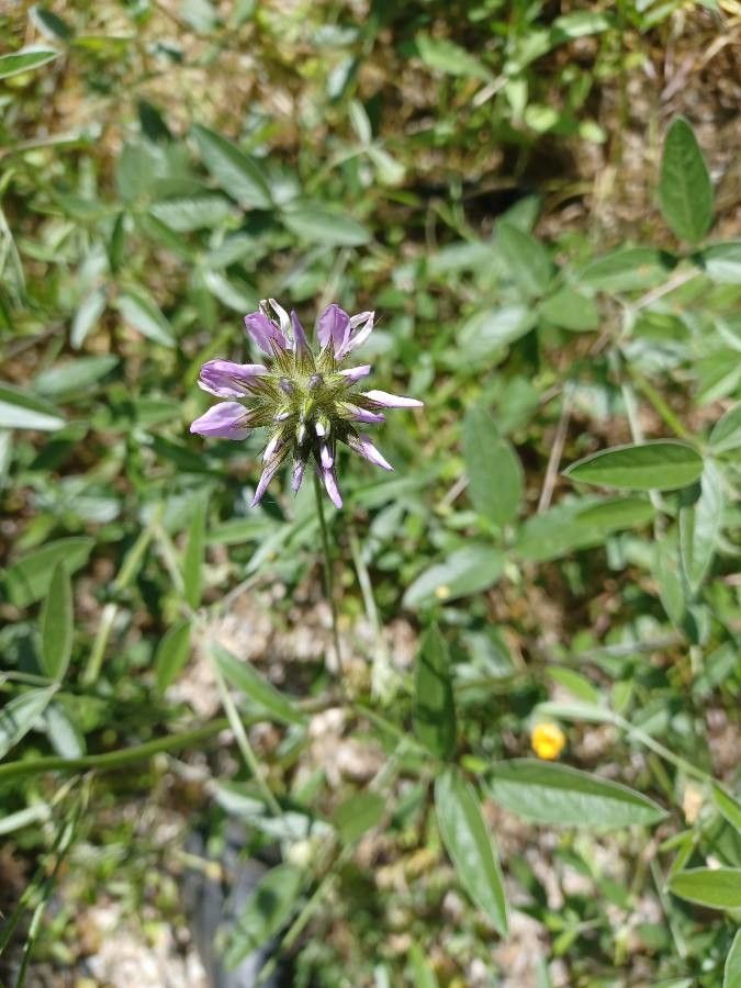 Bituminaria bituminosa flower