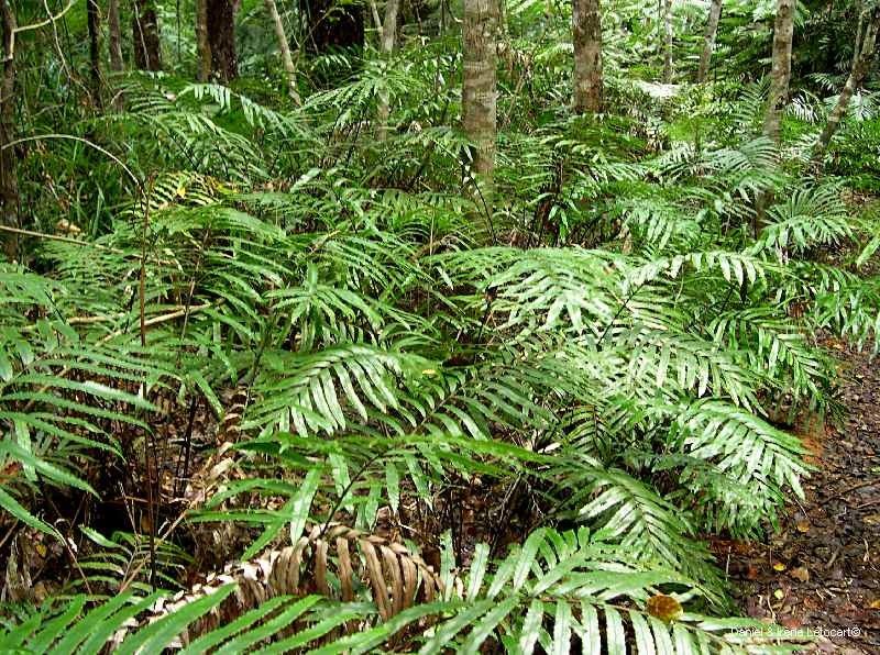Blechnum corbassonii habit